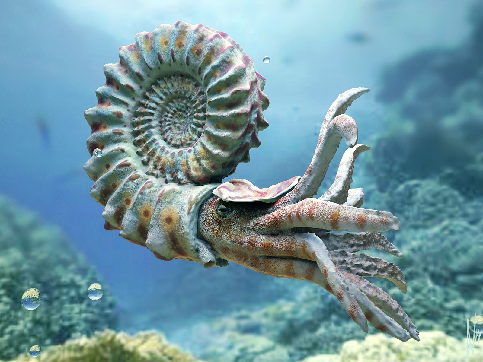 Nautiloid Wallpapers