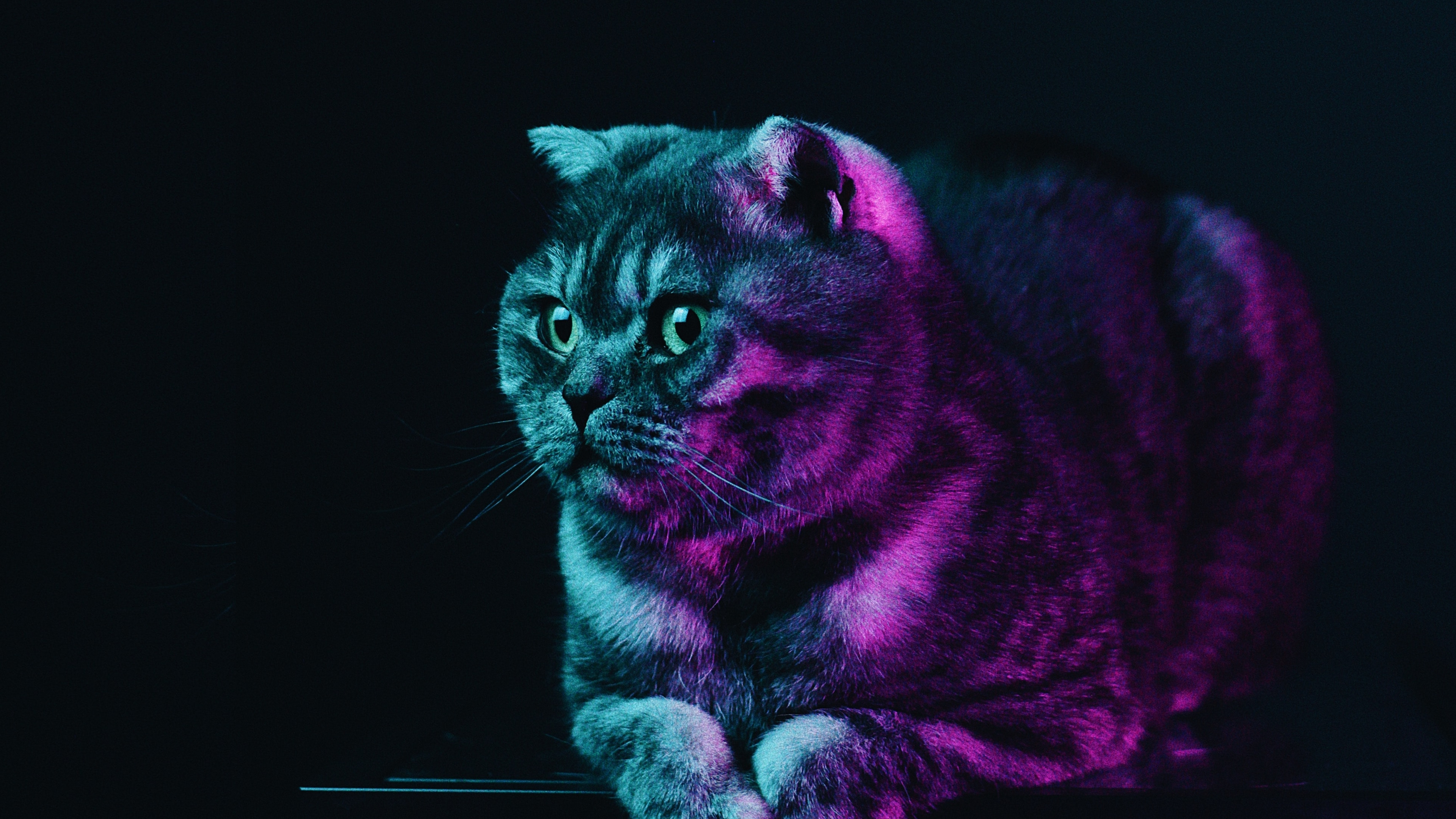 Neon Animal Wallpapers