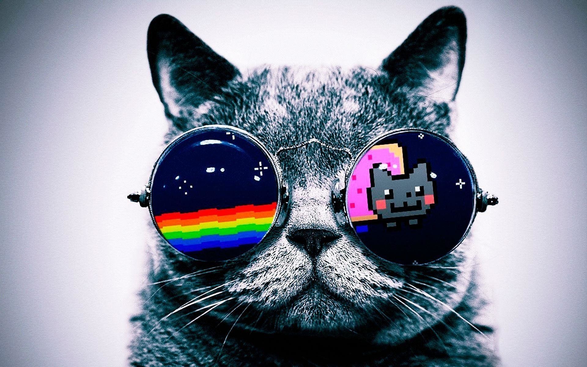 Neon Cat Hd Wallpapers