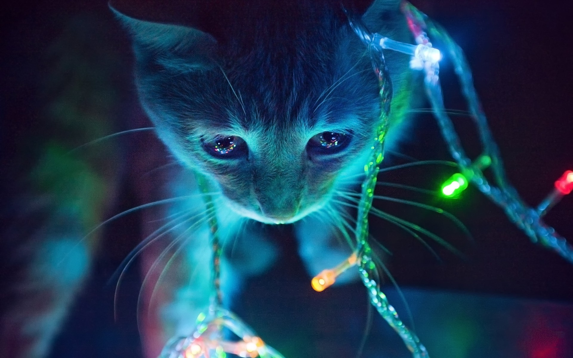 Neon Cat Hd Wallpapers