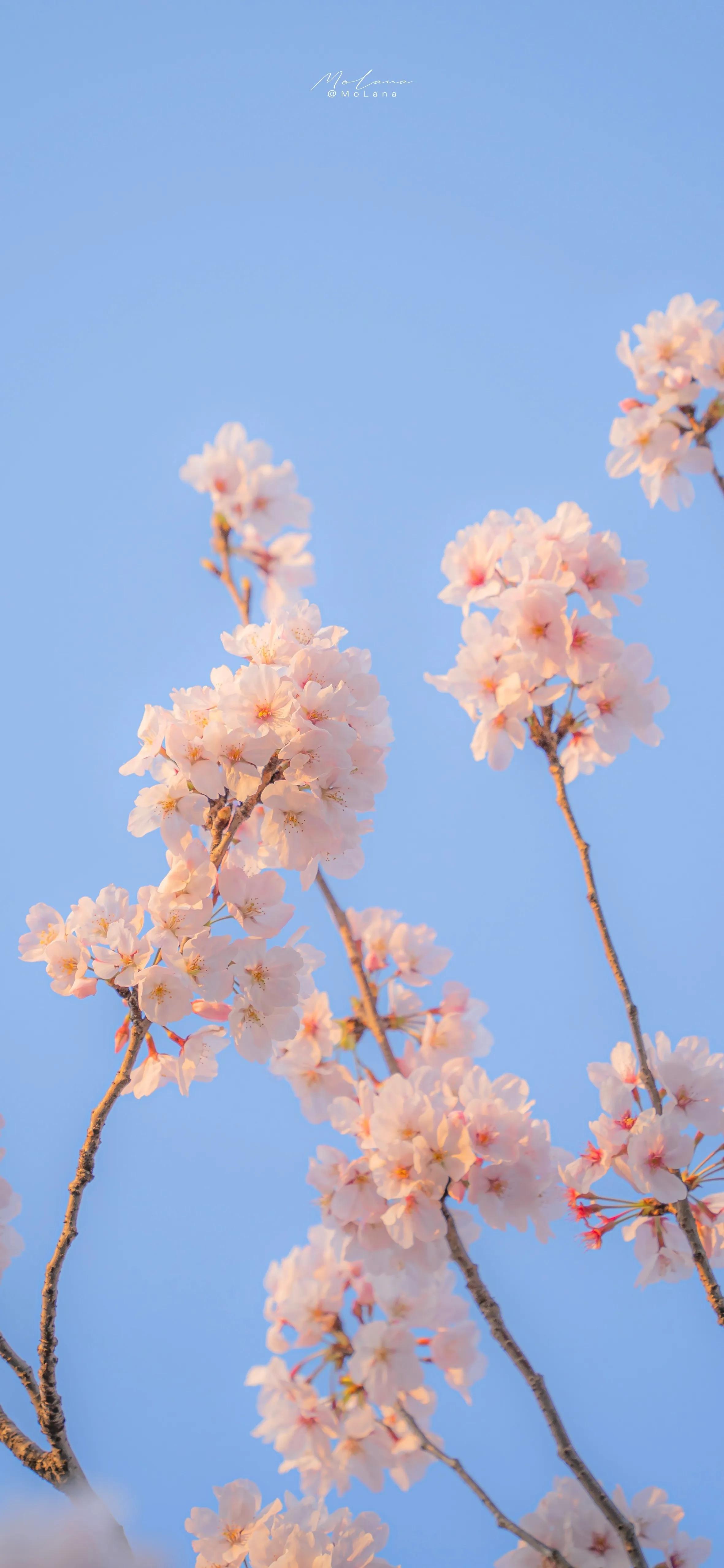 Neon Cherry Blossom Wallpapers