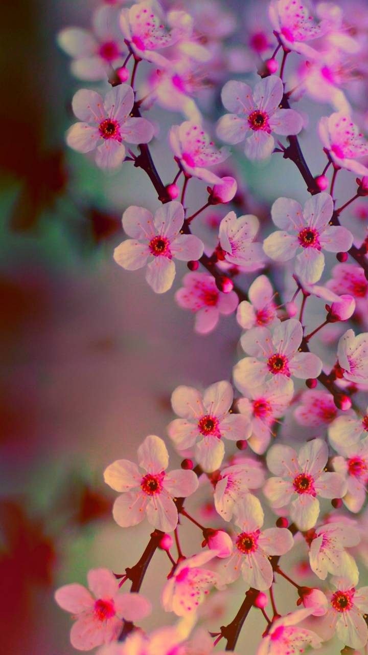 Neon Cherry Blossom Wallpapers