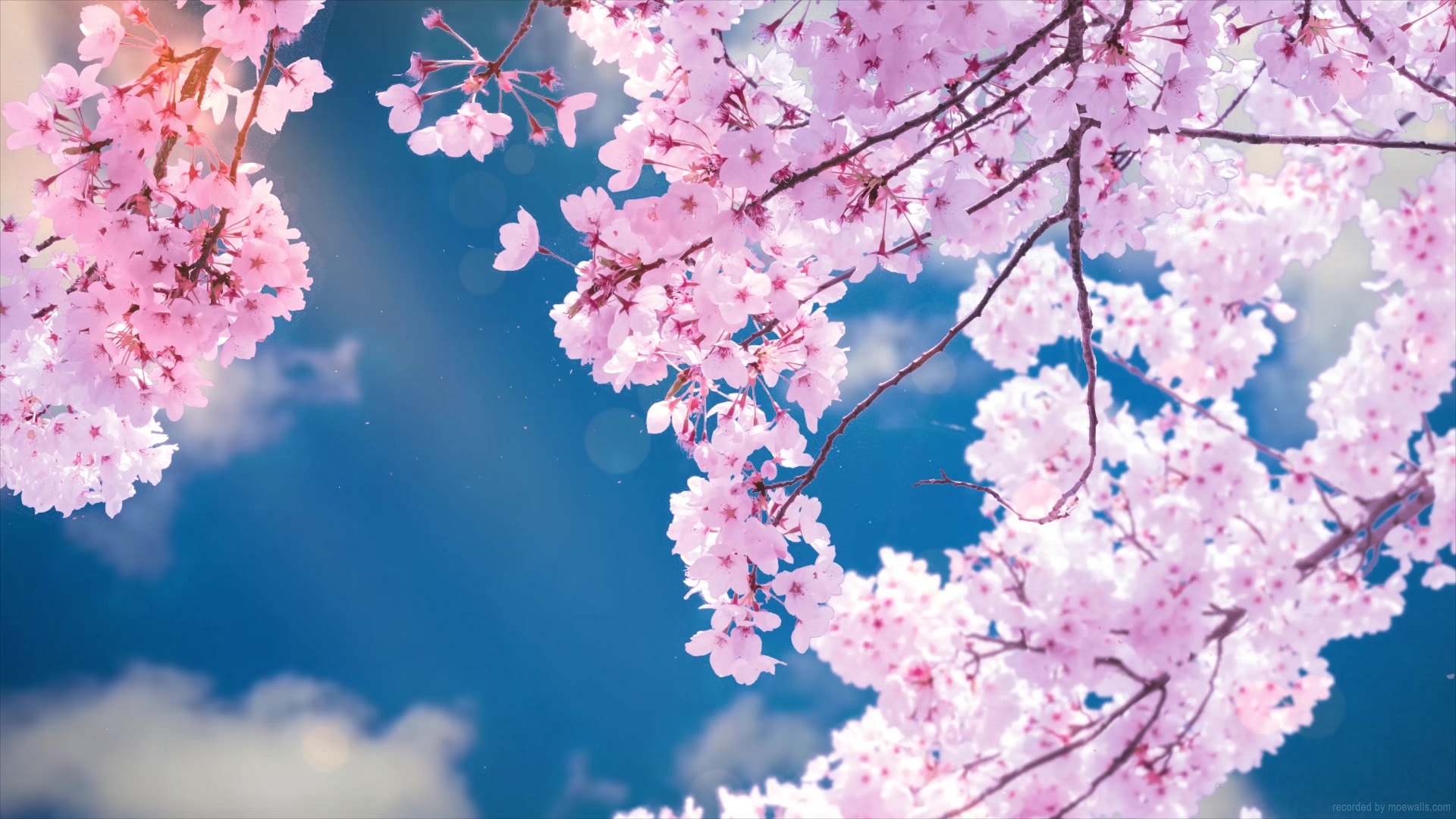 Neon Cherry Blossom Wallpapers