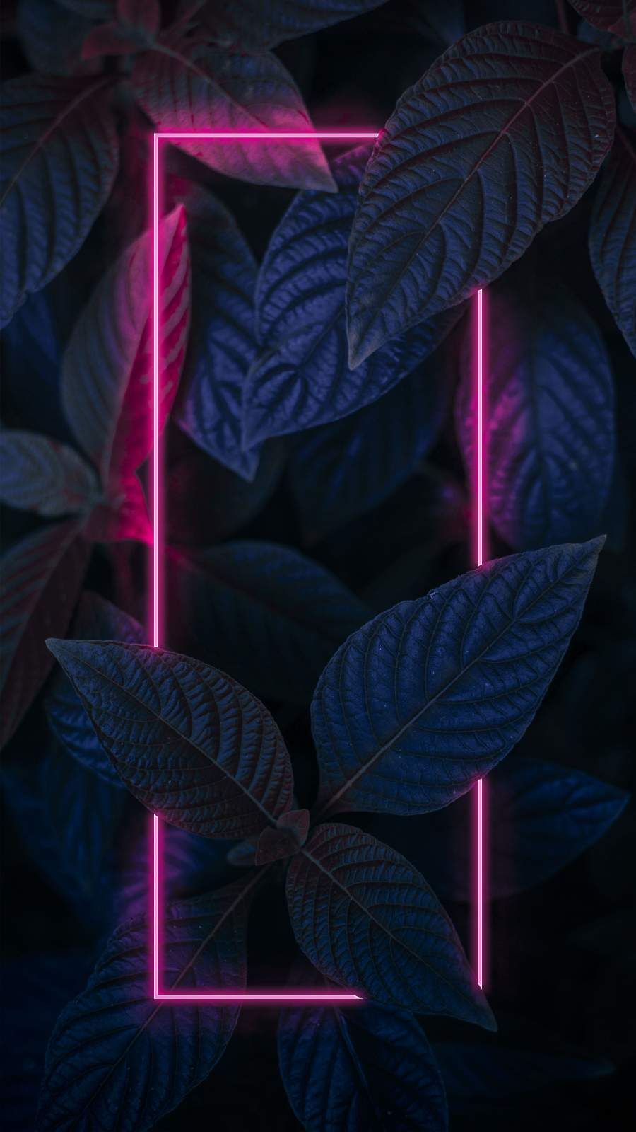 Neon Color Iphone Wallpapers