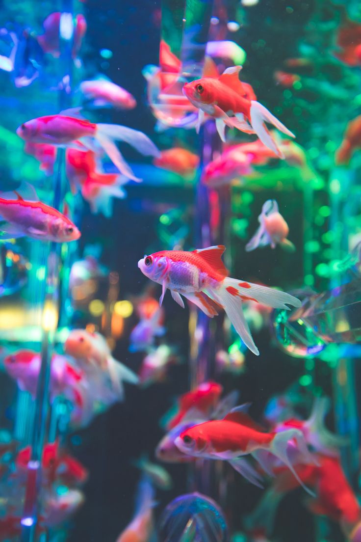 Neon Fish Wallpapers