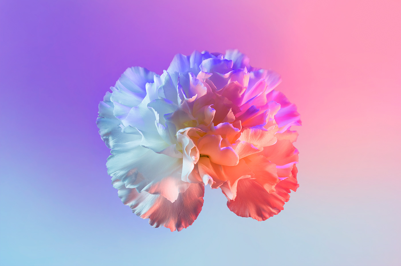 Neon Flowers Wallpapers