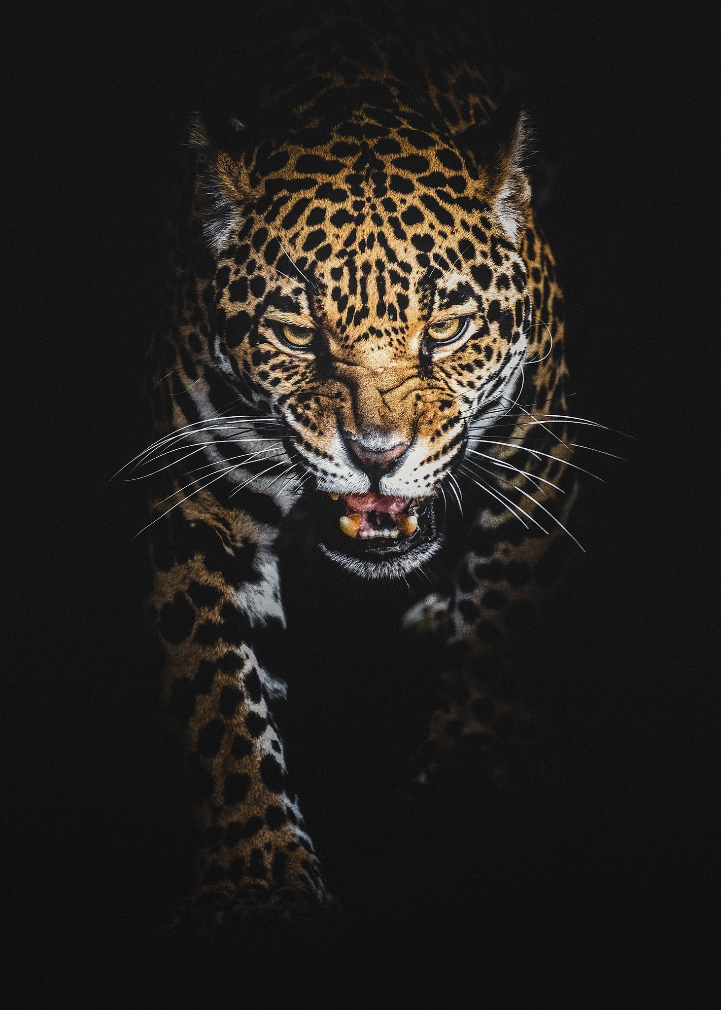 Neon Jaguar Wallpapers