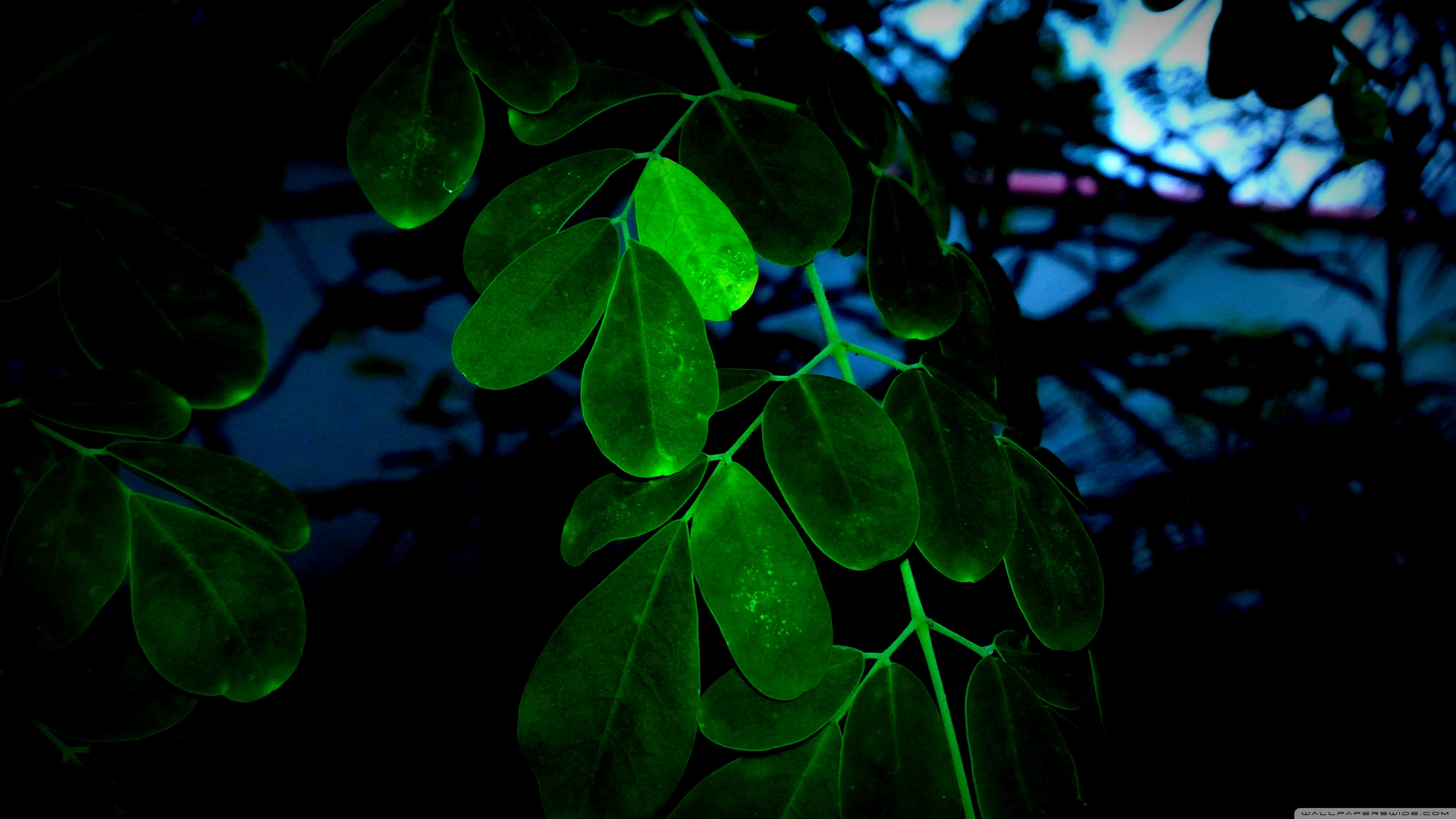 Neon Leaves Wallpapers