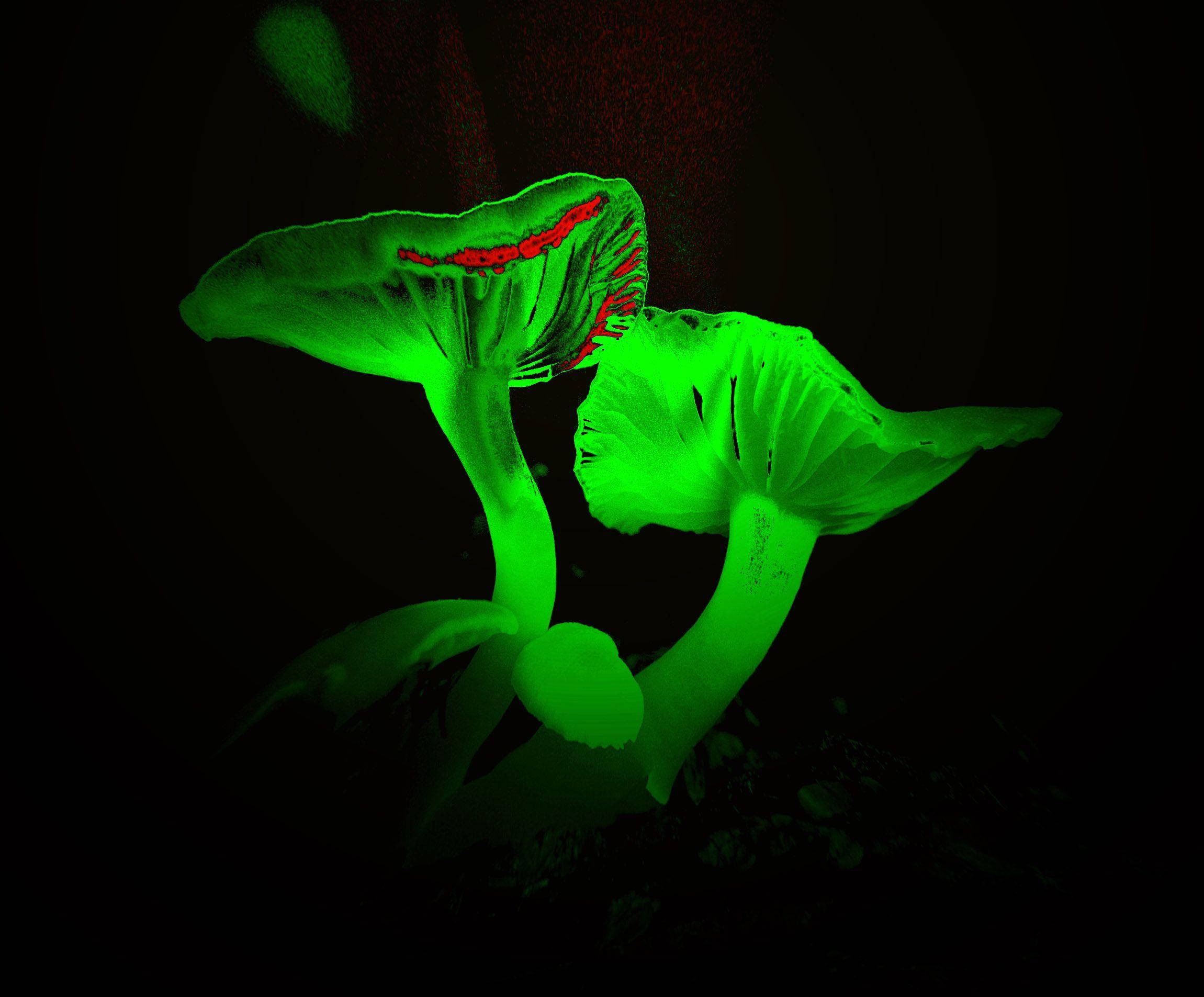 Neon Mushroom Wallpapers