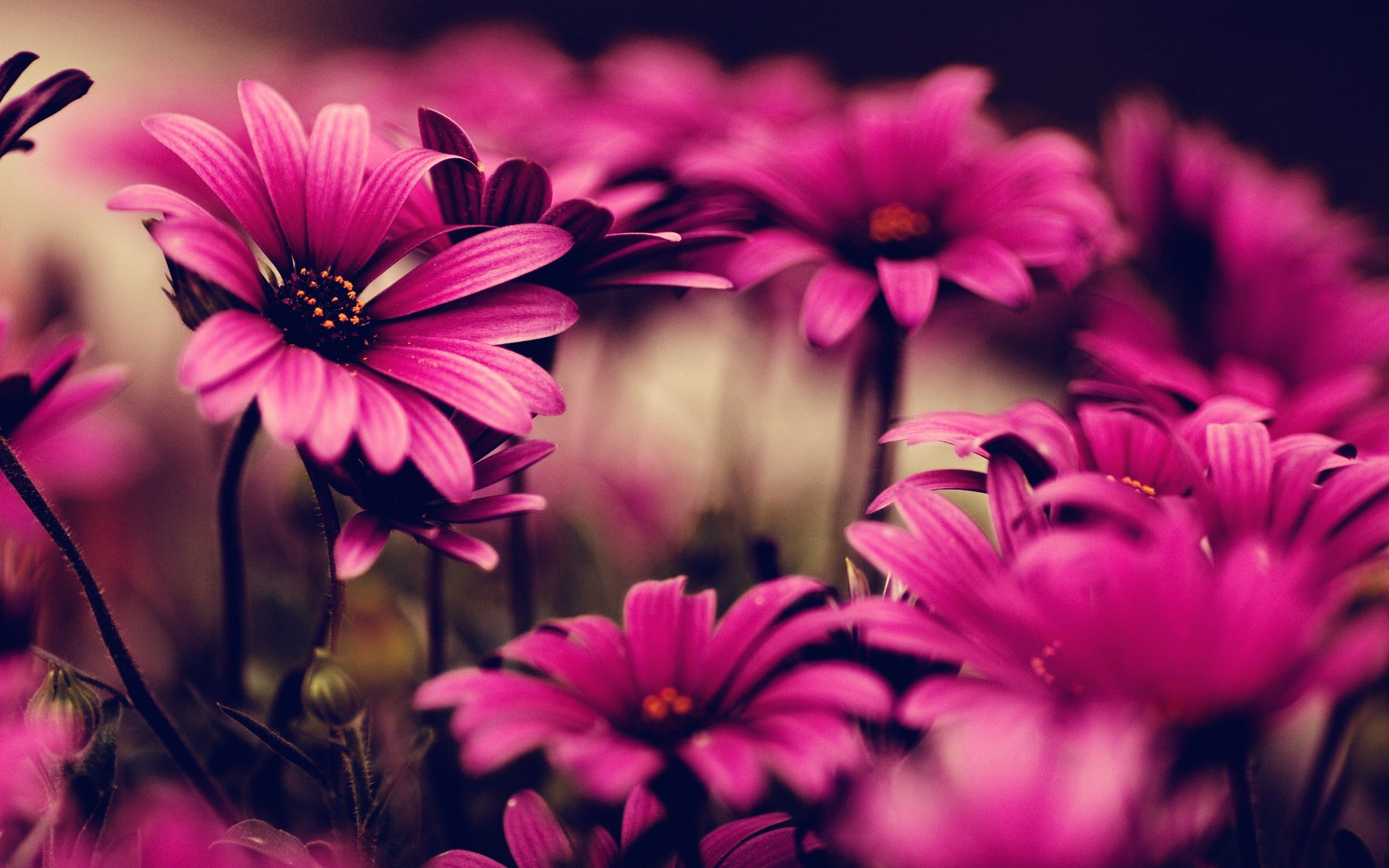 Neon Pink Flower Wallpapers