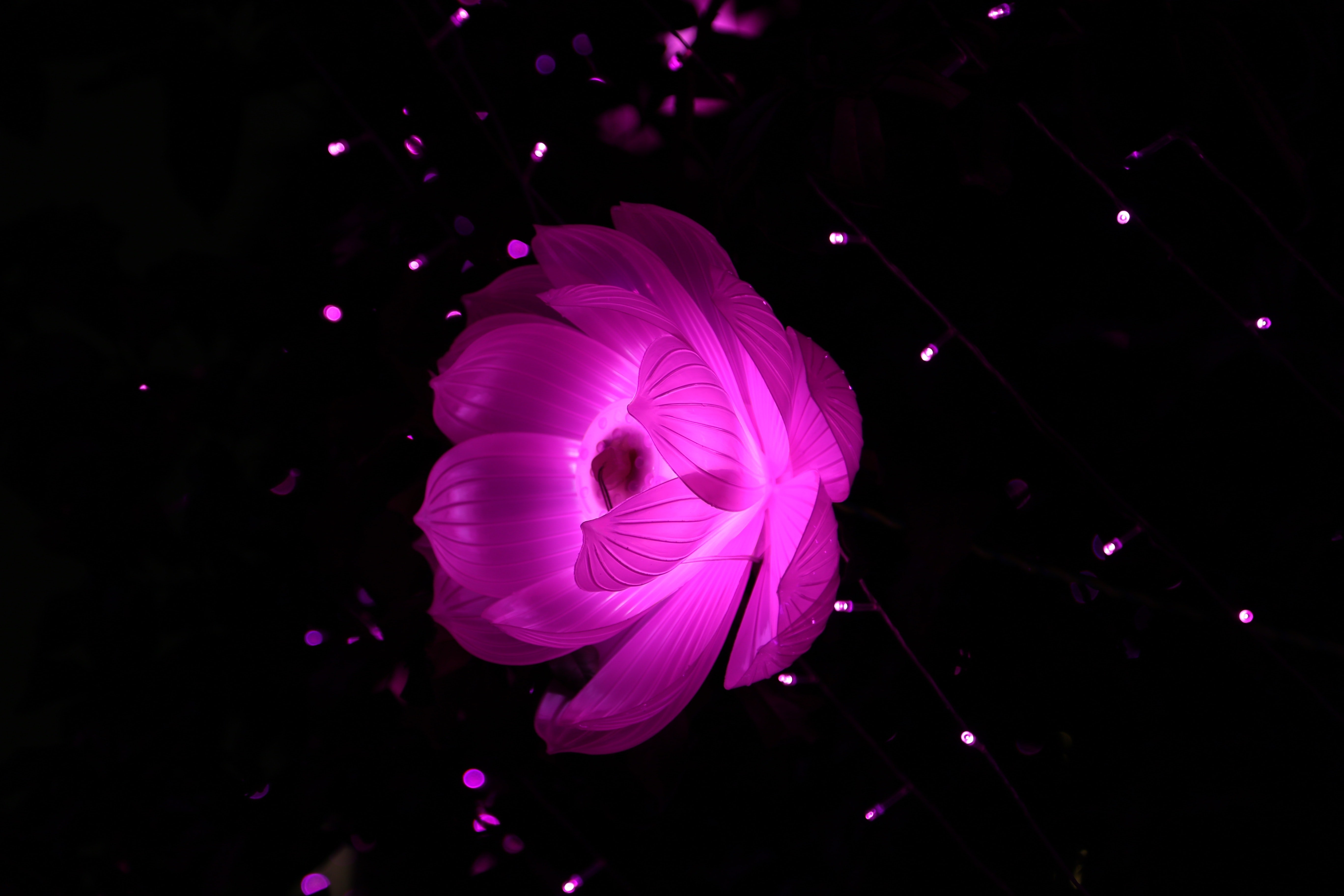 Neon Pink Flower Wallpapers