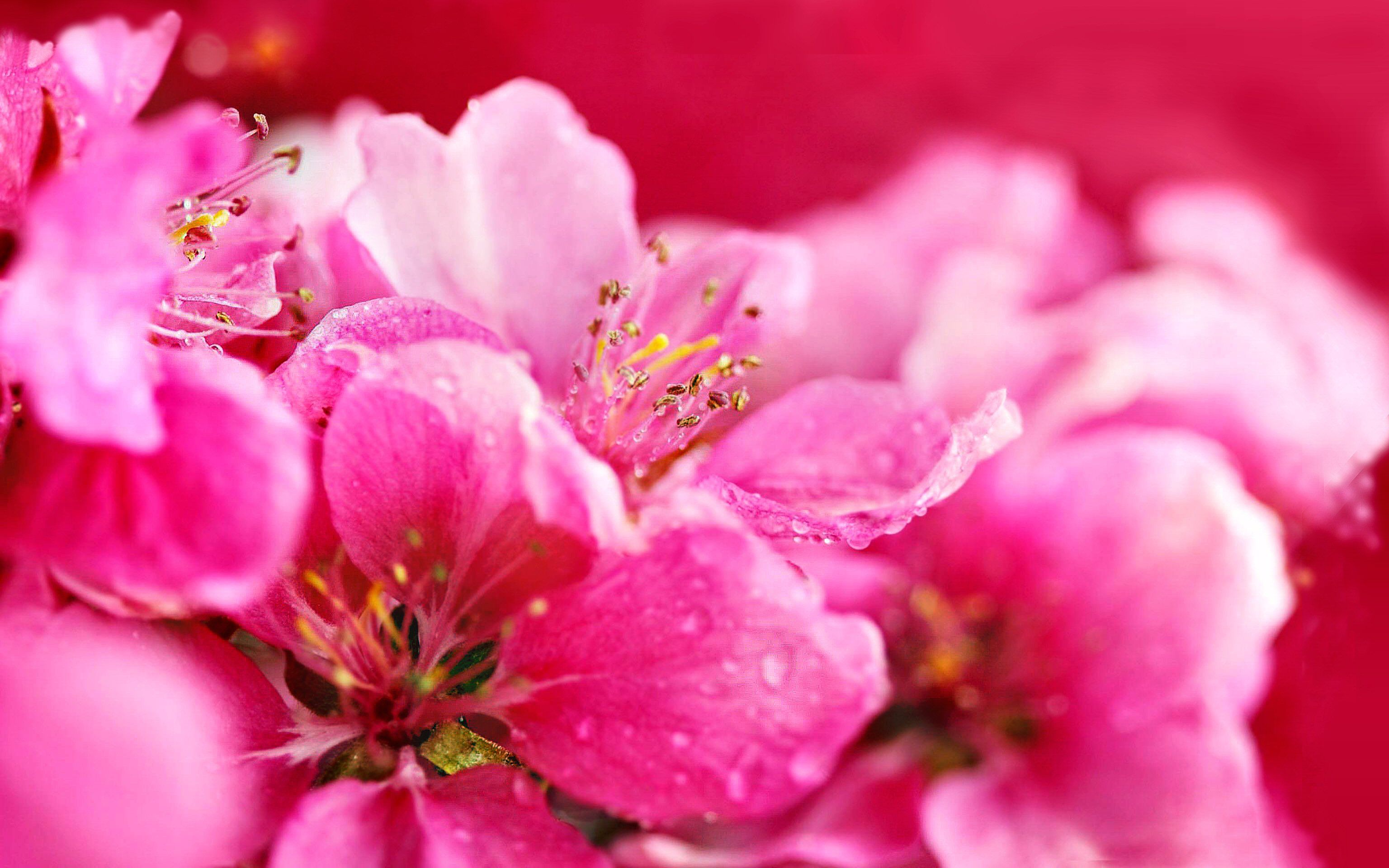 Neon Pink Flower Wallpapers