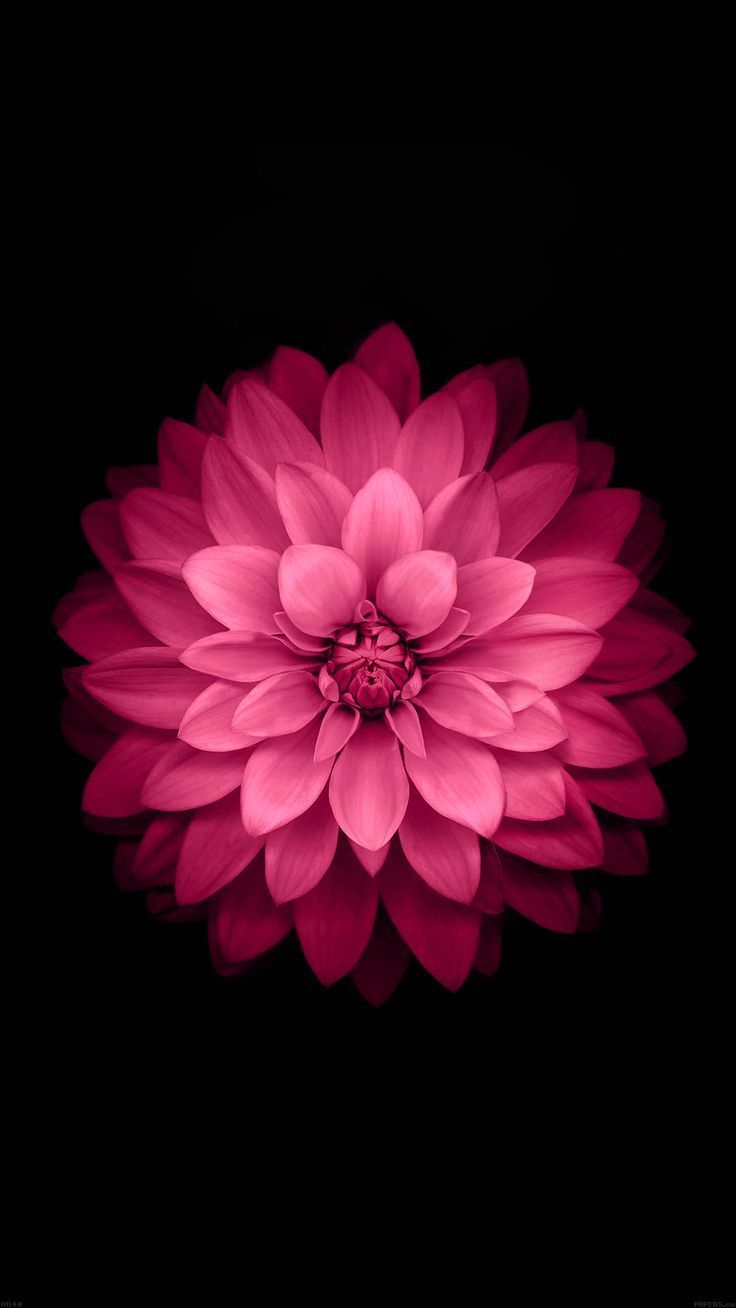 Neon Pink Flower Wallpapers