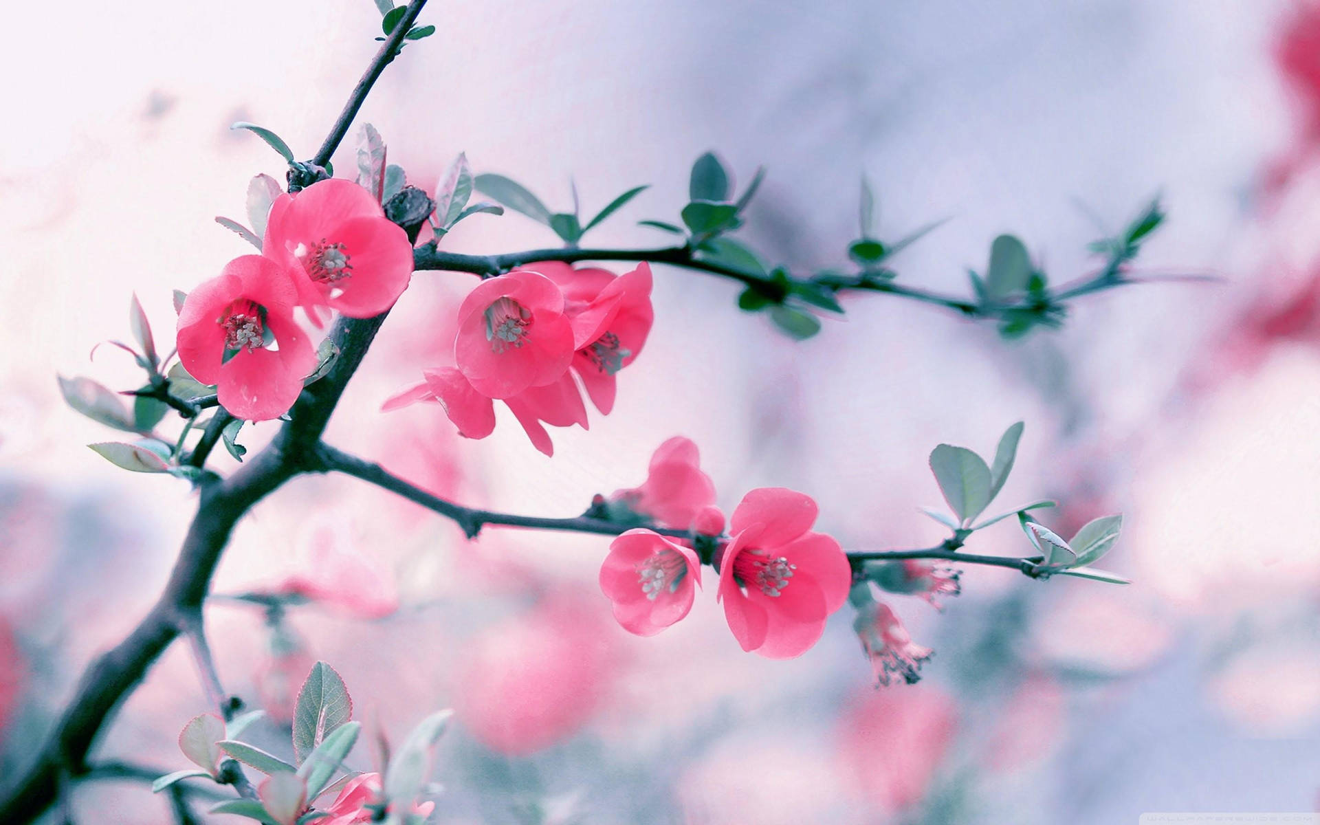 Neon Pink Flower Wallpapers