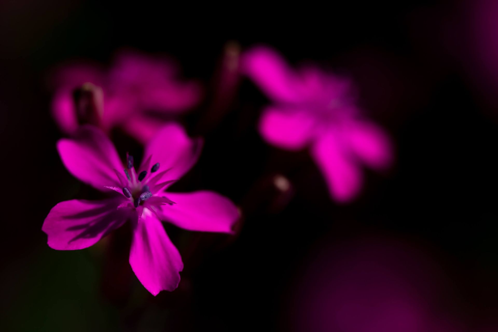 Neon Pink Flower Wallpapers