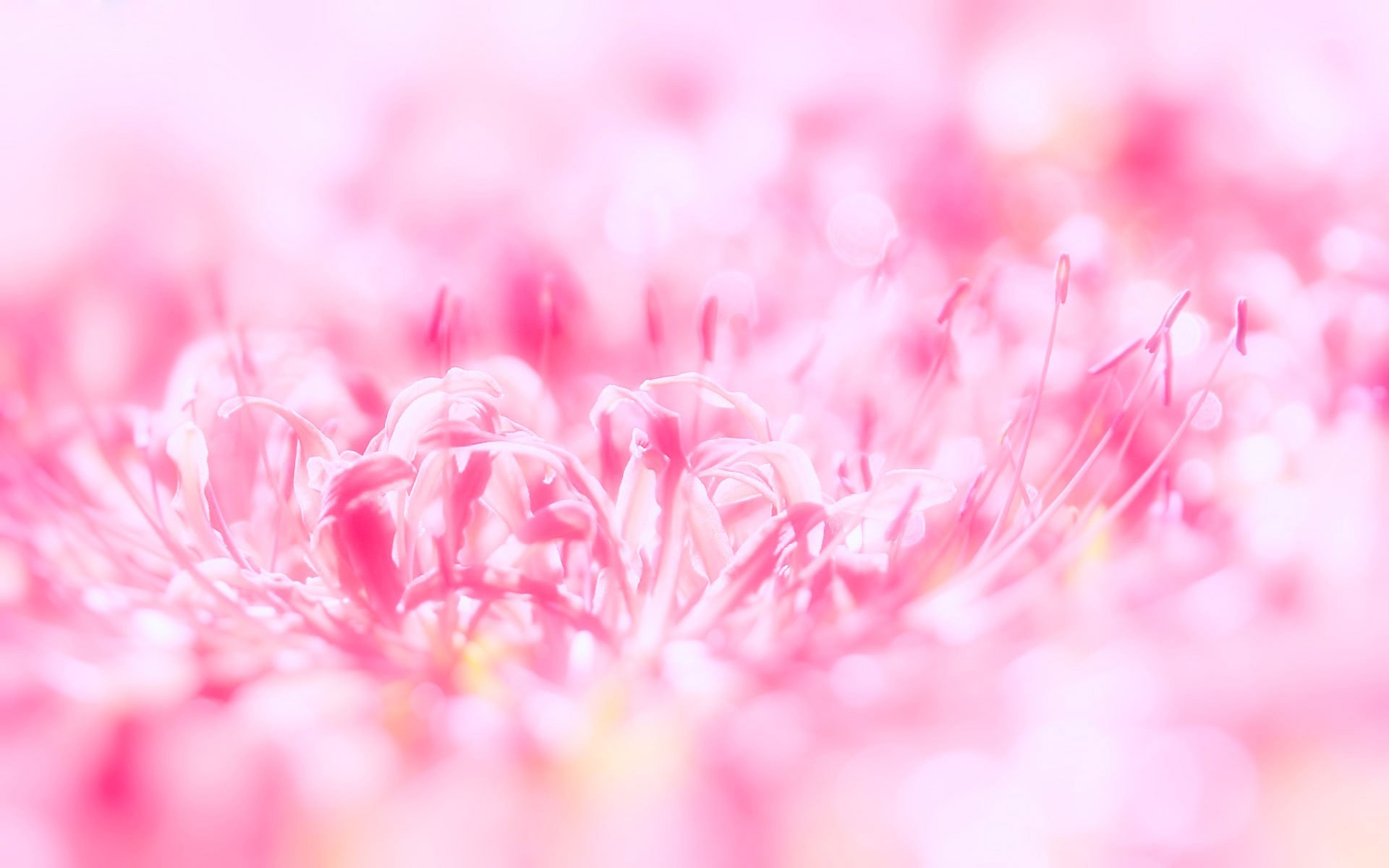 Neon Pink Flower Wallpapers