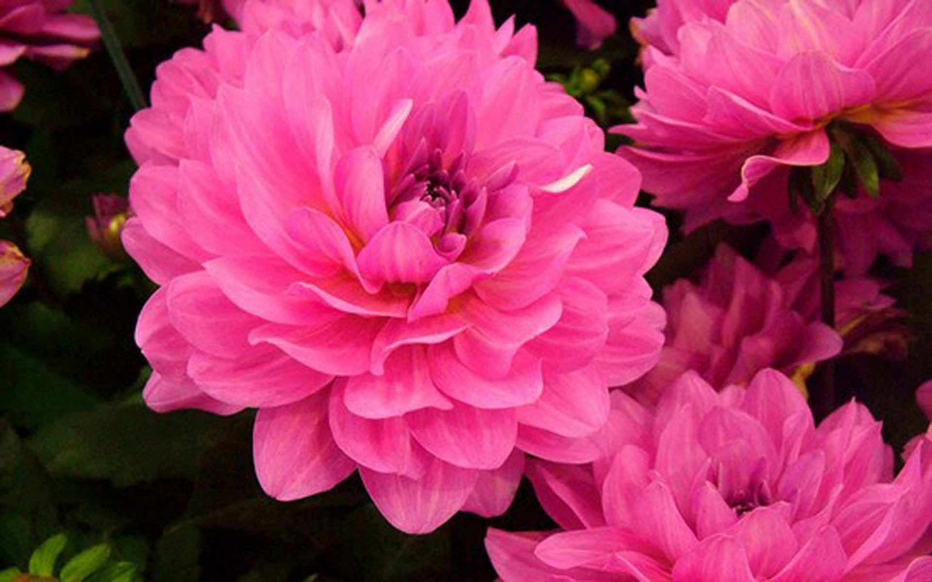 Neon Pink Flower Wallpapers