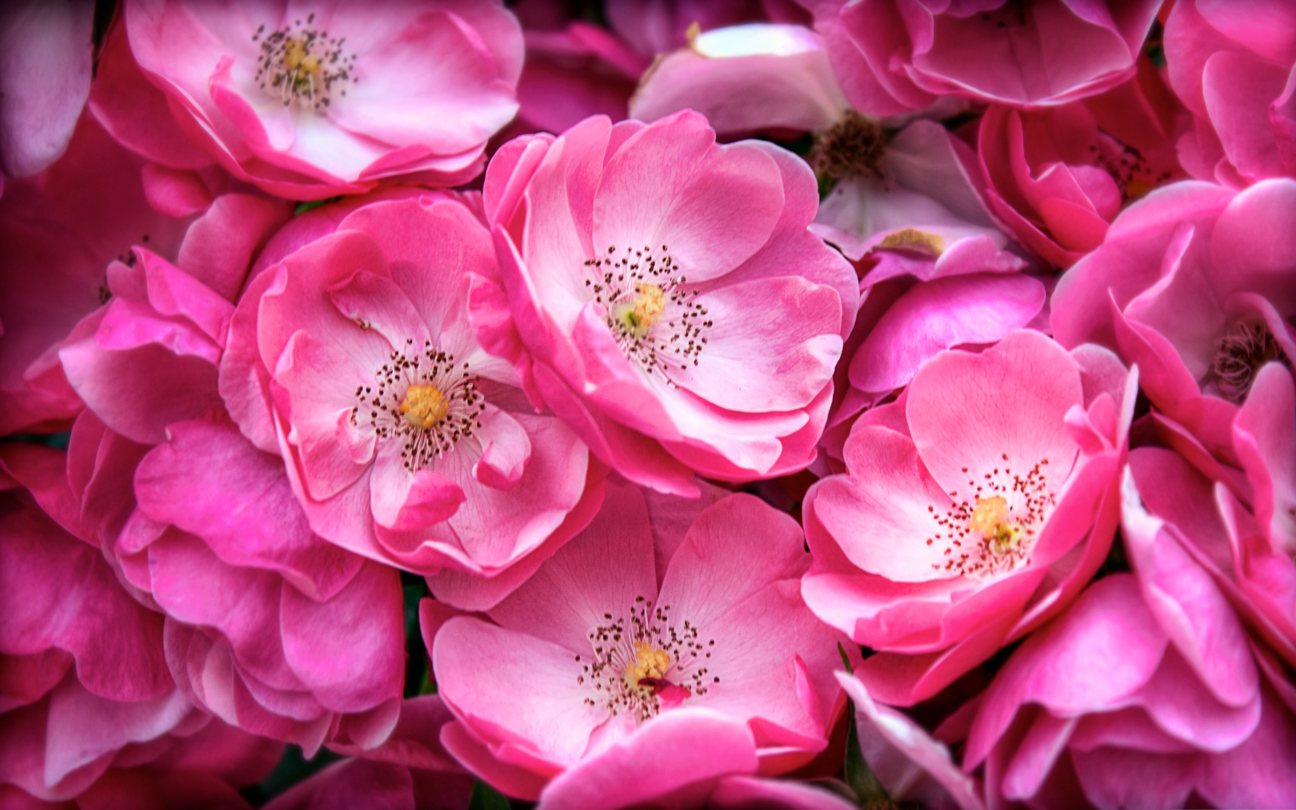 Neon Pink Flower Wallpapers