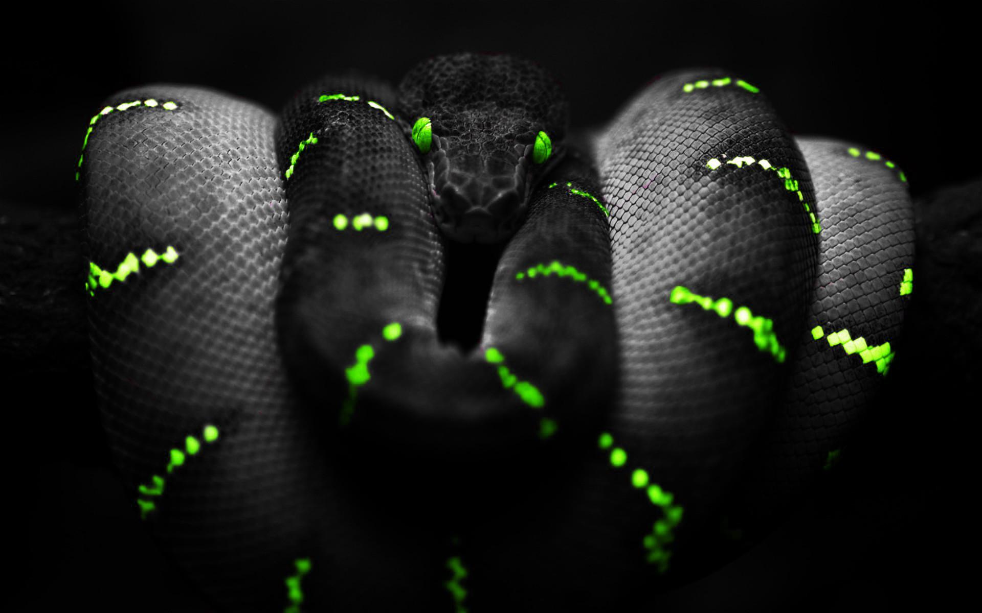 Neon Snake Wallpapers