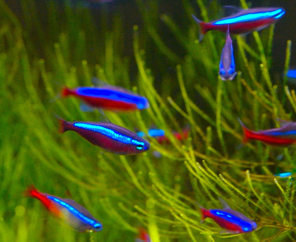 Neon Tetra Wallpapers