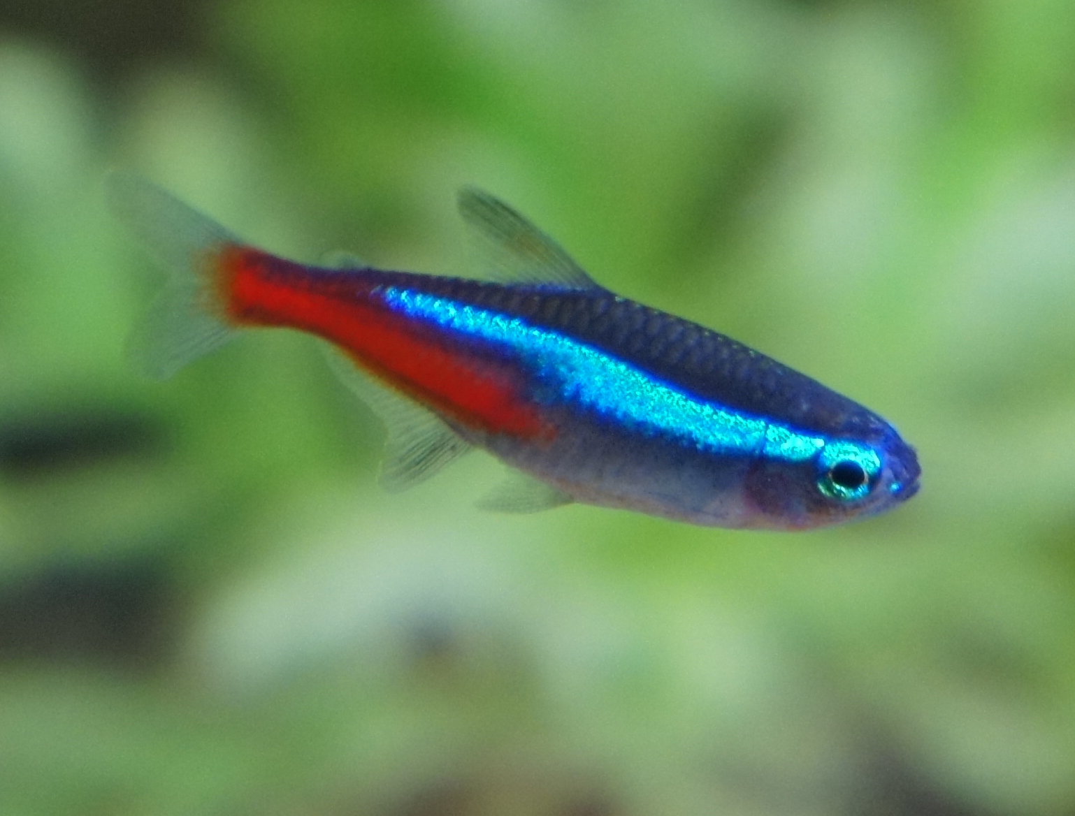 Neon Tetra Wallpapers