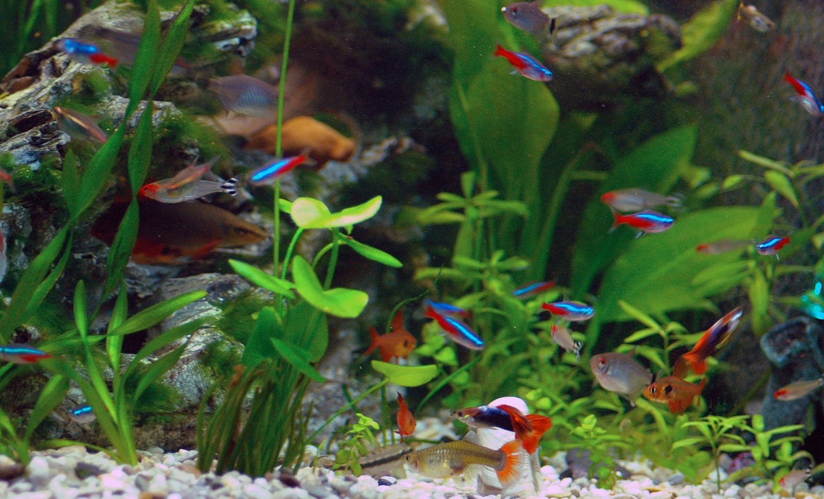 Neon Tetra Wallpapers