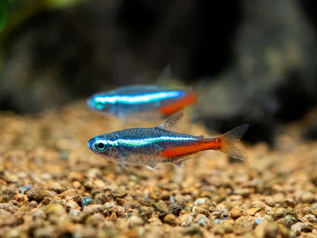 Neon Tetra Wallpapers