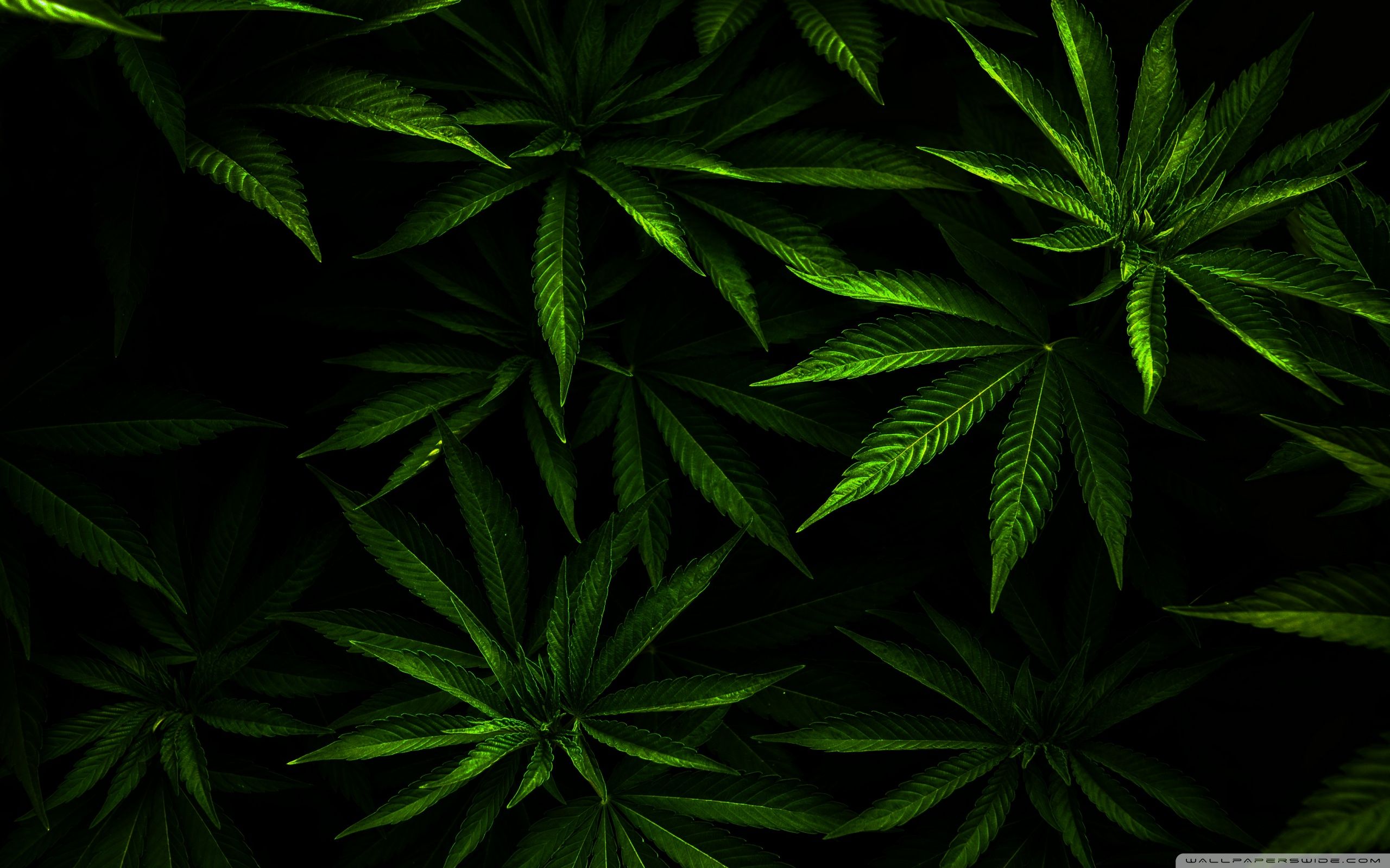 Neon Weed Wallpapers