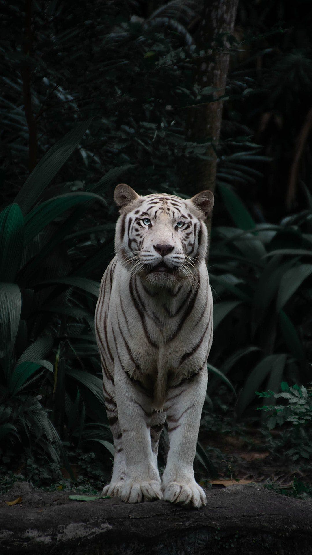 Netflix The White Tiger Wallpapers