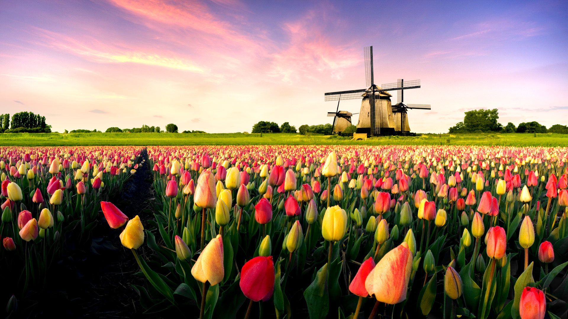 Netherlands Landscapes Wallpapers