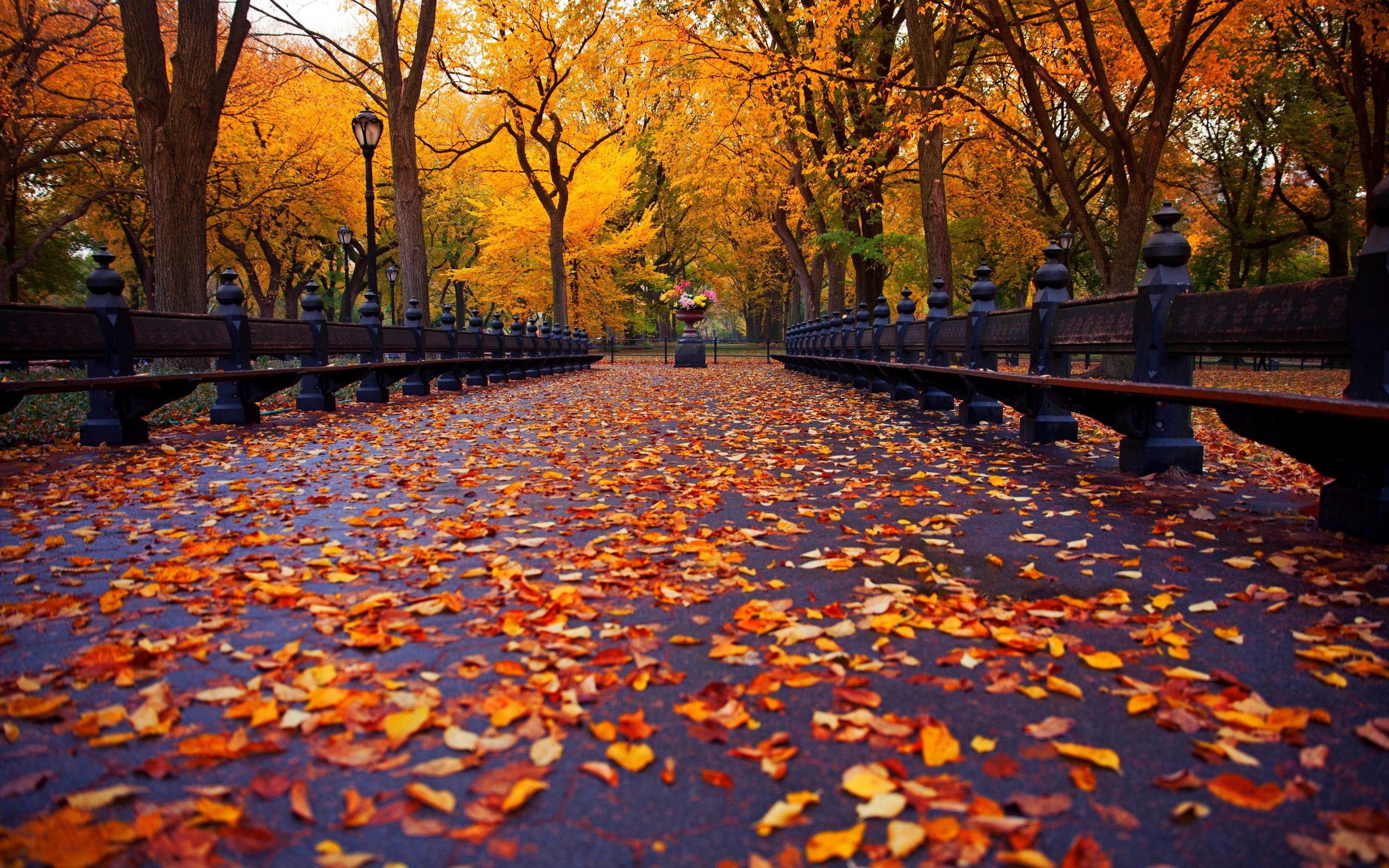 New York Fall Wallpapers