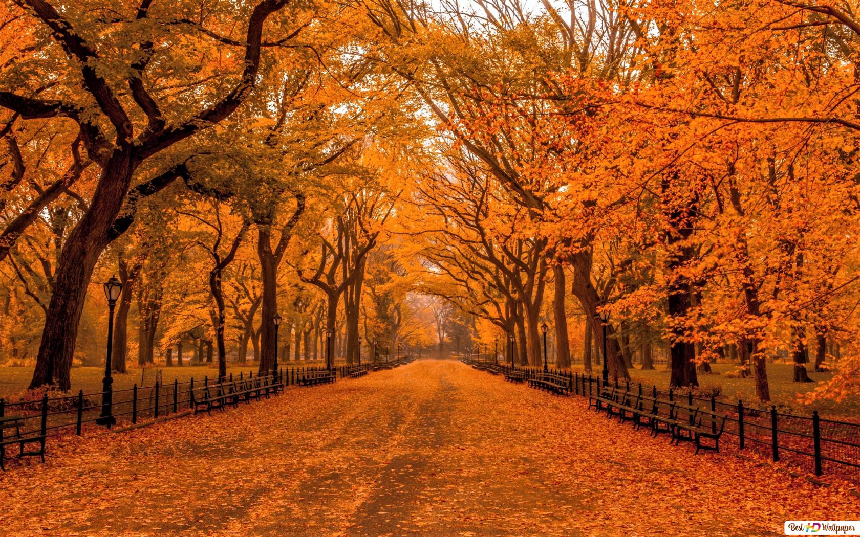 New York Fall Wallpapers