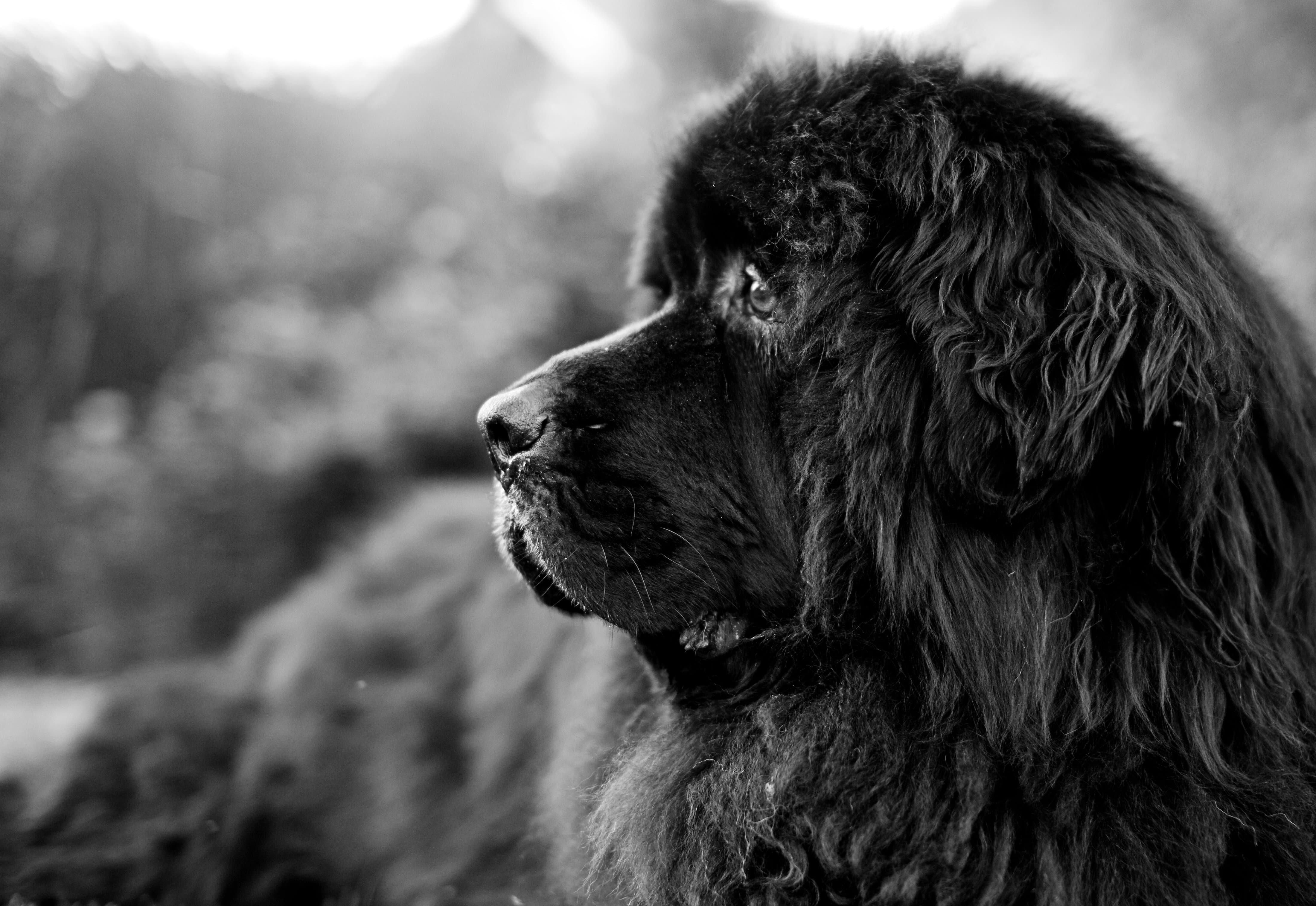 Newfoundland Dog Wallpapers