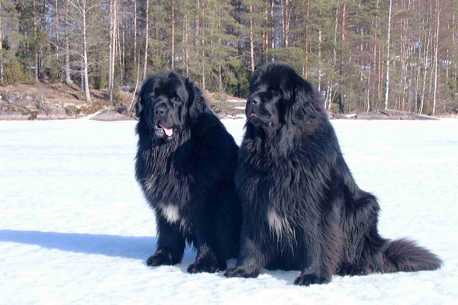 Newfoundland Dog Wallpapers