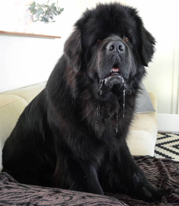 Newfoundland Dog Wallpapers