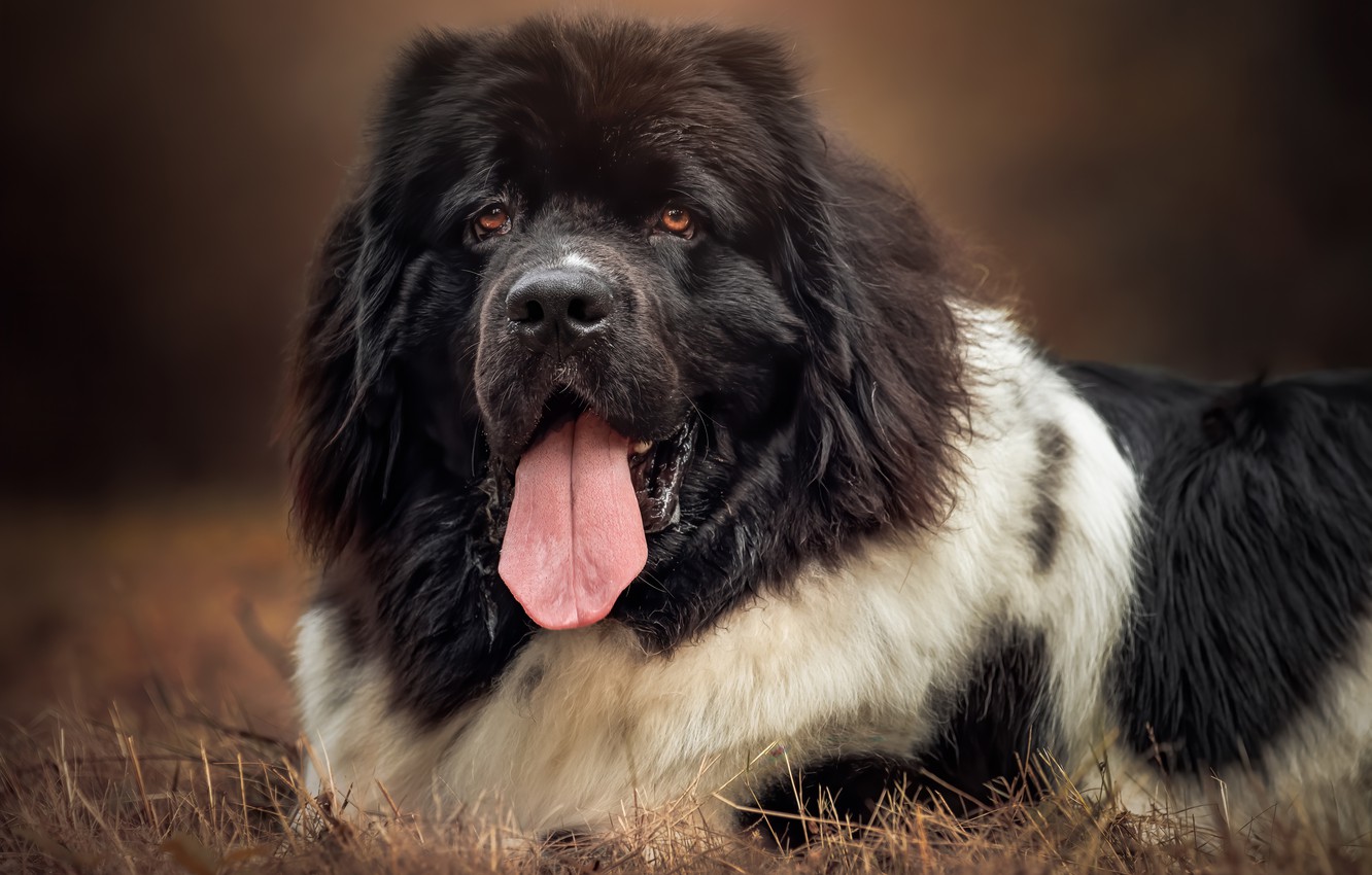 Newfoundland Dog Wallpapers