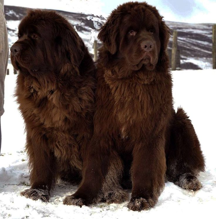 Newfoundland Dog Wallpapers