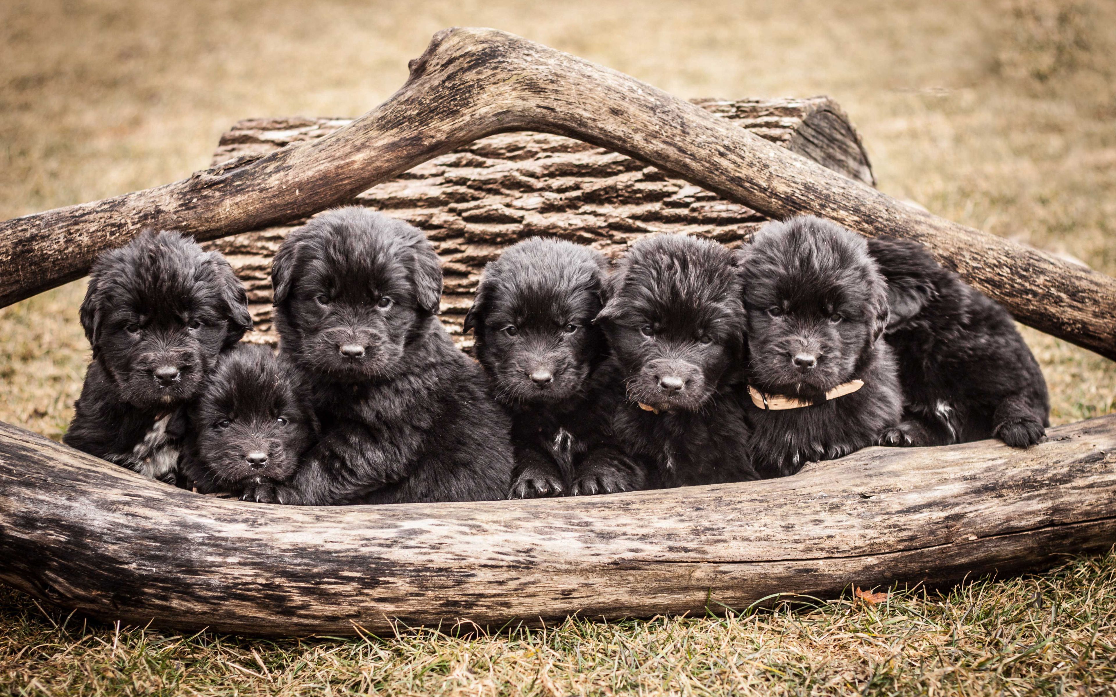 Newfoundland Dog Wallpapers