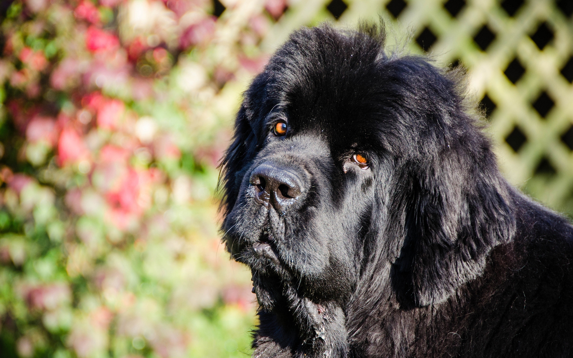 Newfoundland Dog Wallpapers