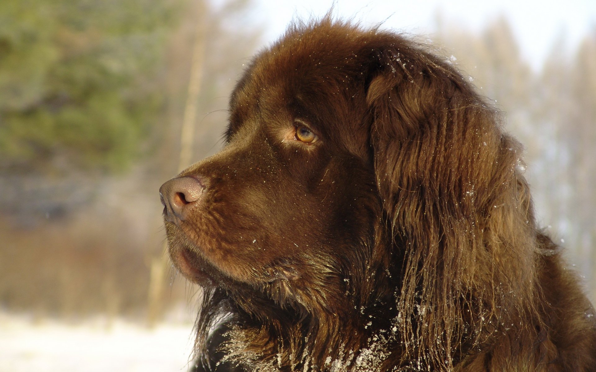 Newfoundland Wallpapers