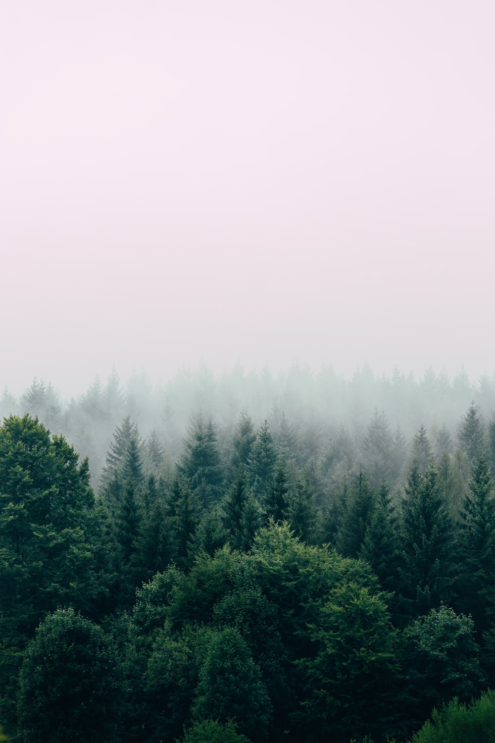 Nice View Between Forest Trees At Evening Sky Wallpapers