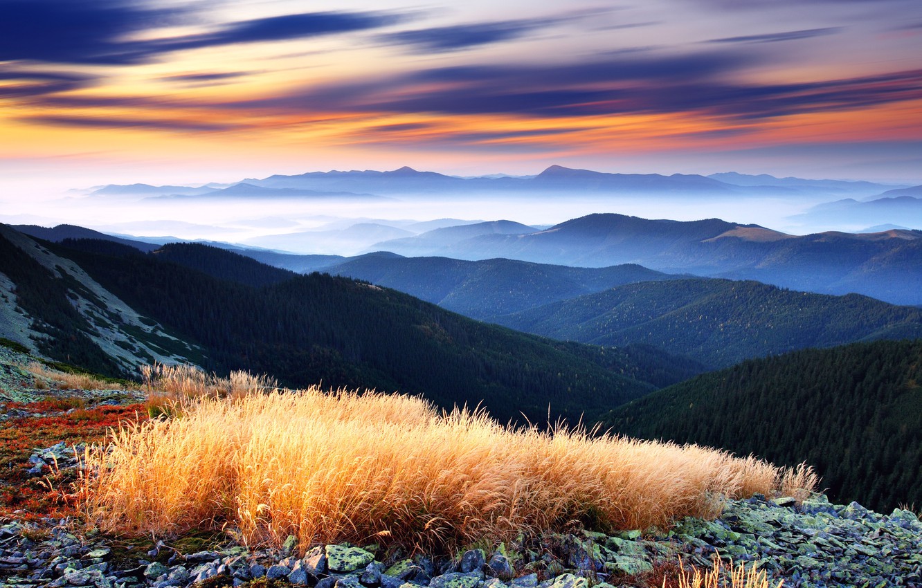 Nice View Between Forest Trees At Evening Sky Wallpapers