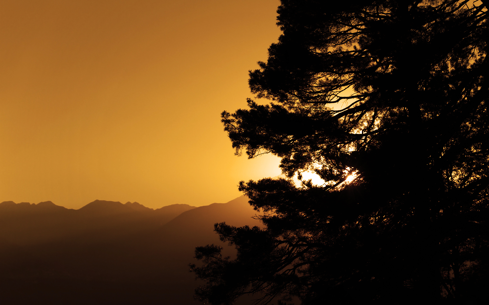 Nice View Between Forest Trees At Evening Sky Wallpapers