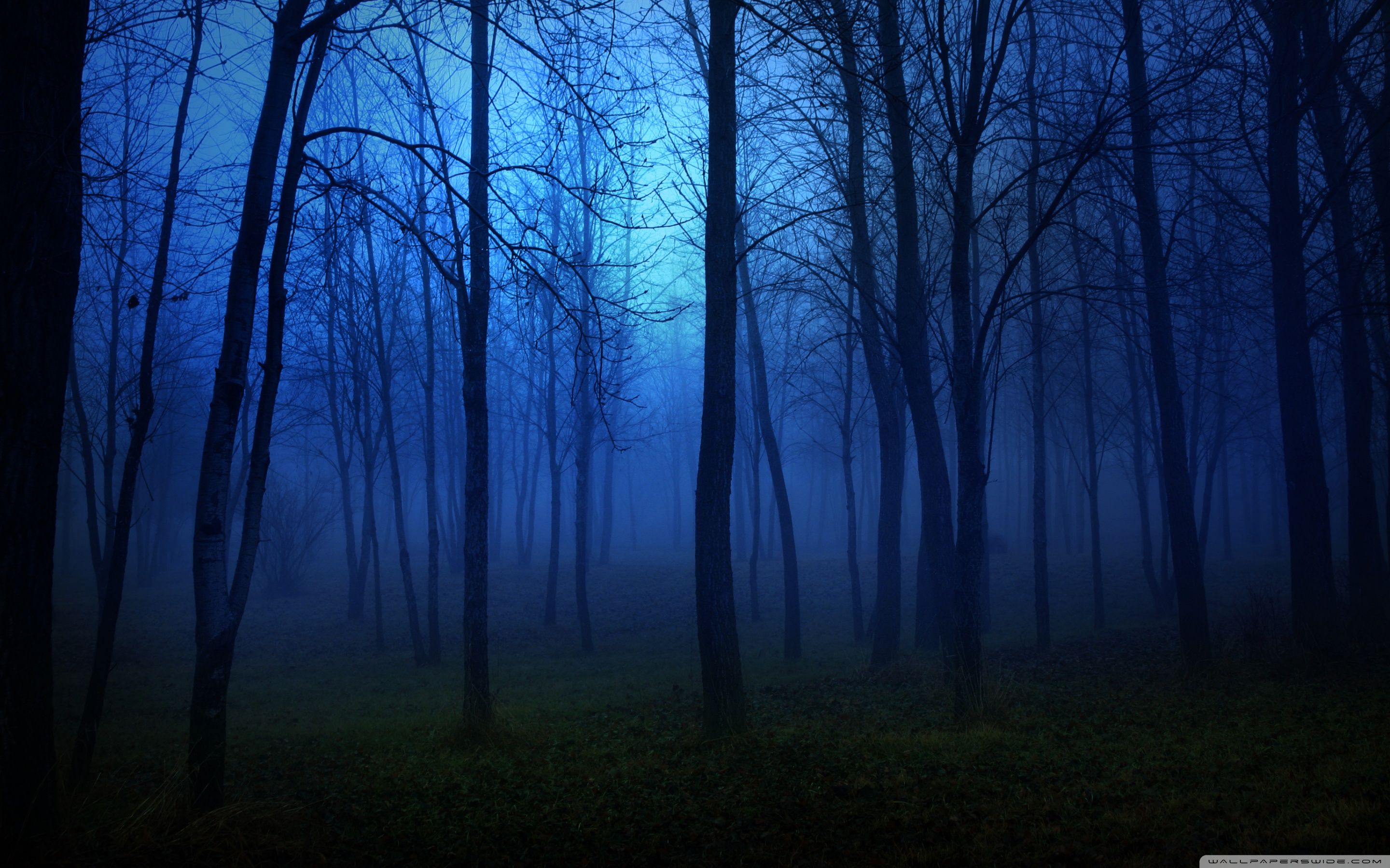 Nice View Between Forest Trees At Evening Sky Wallpapers