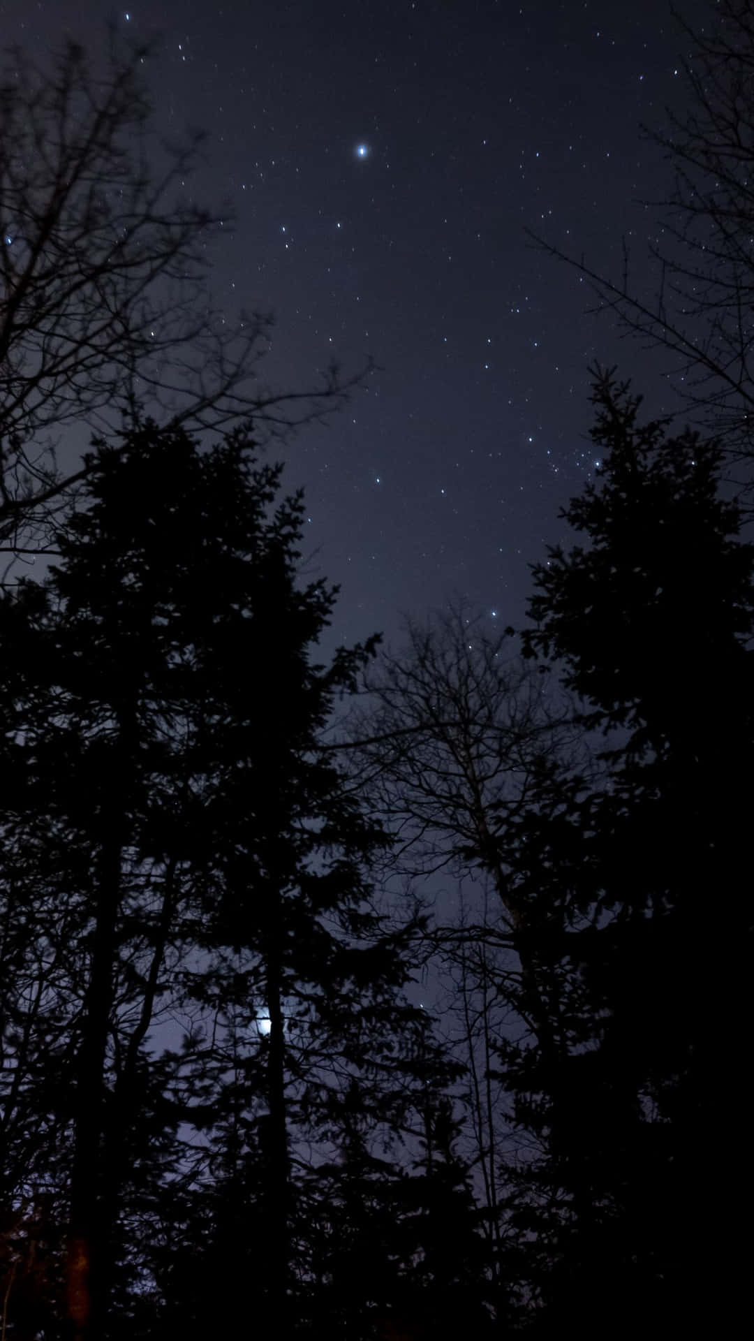 Nice View Between Forest Trees At Evening Sky Wallpapers