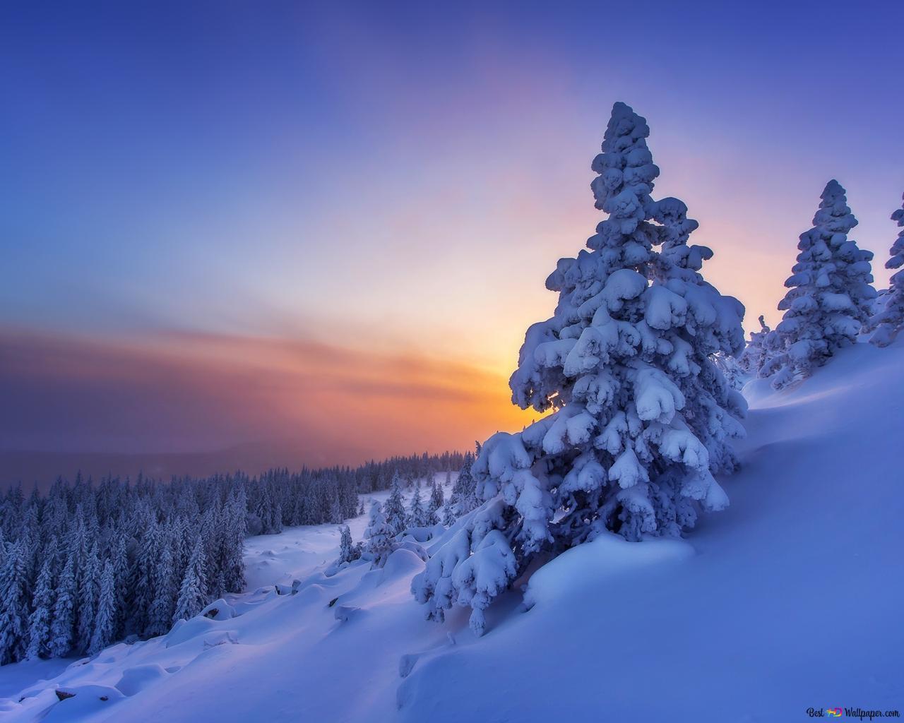 Nice View Between Forest Trees At Evening Sky Wallpapers