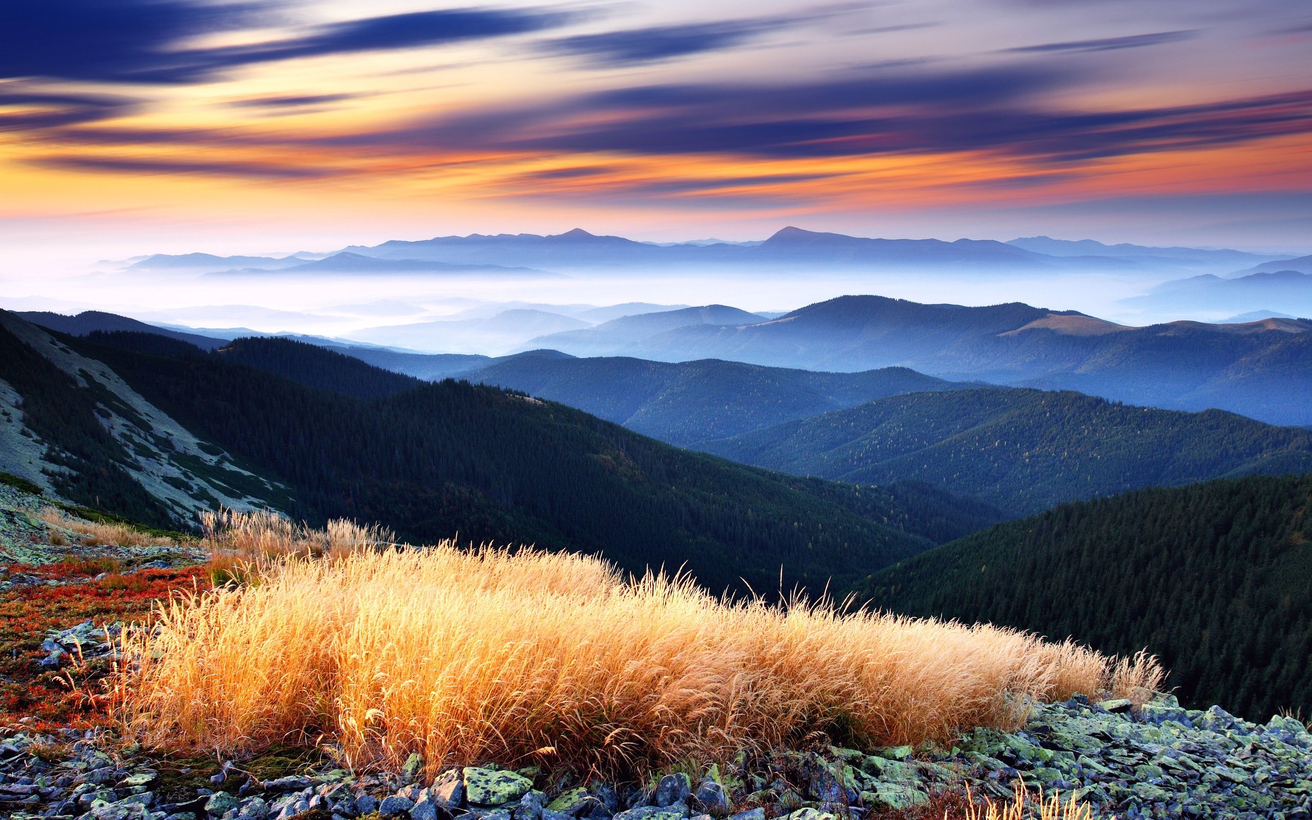 Nice View Between Forest Trees At Evening Sky Wallpapers