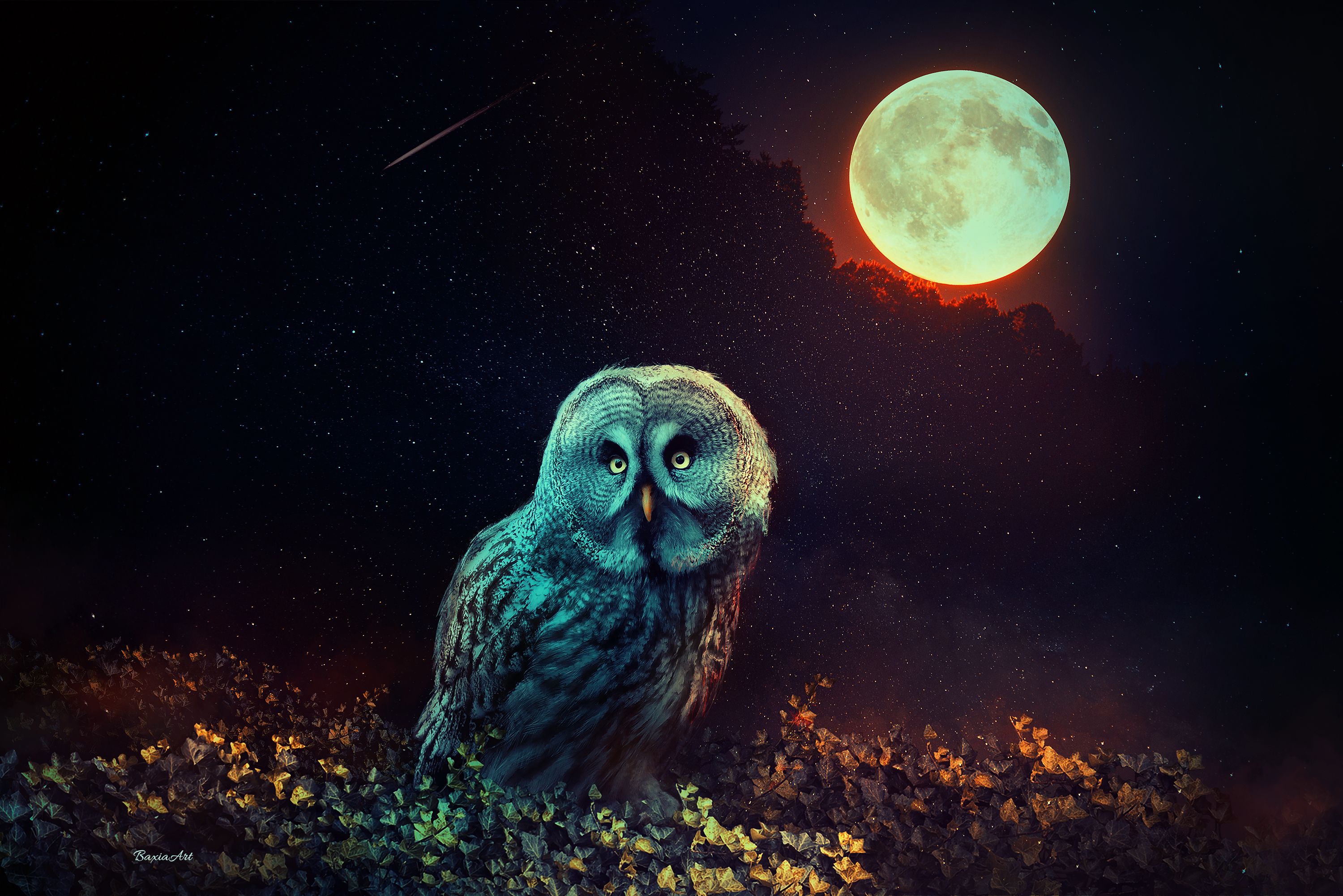 Night Owl Cartoon Wallpapers