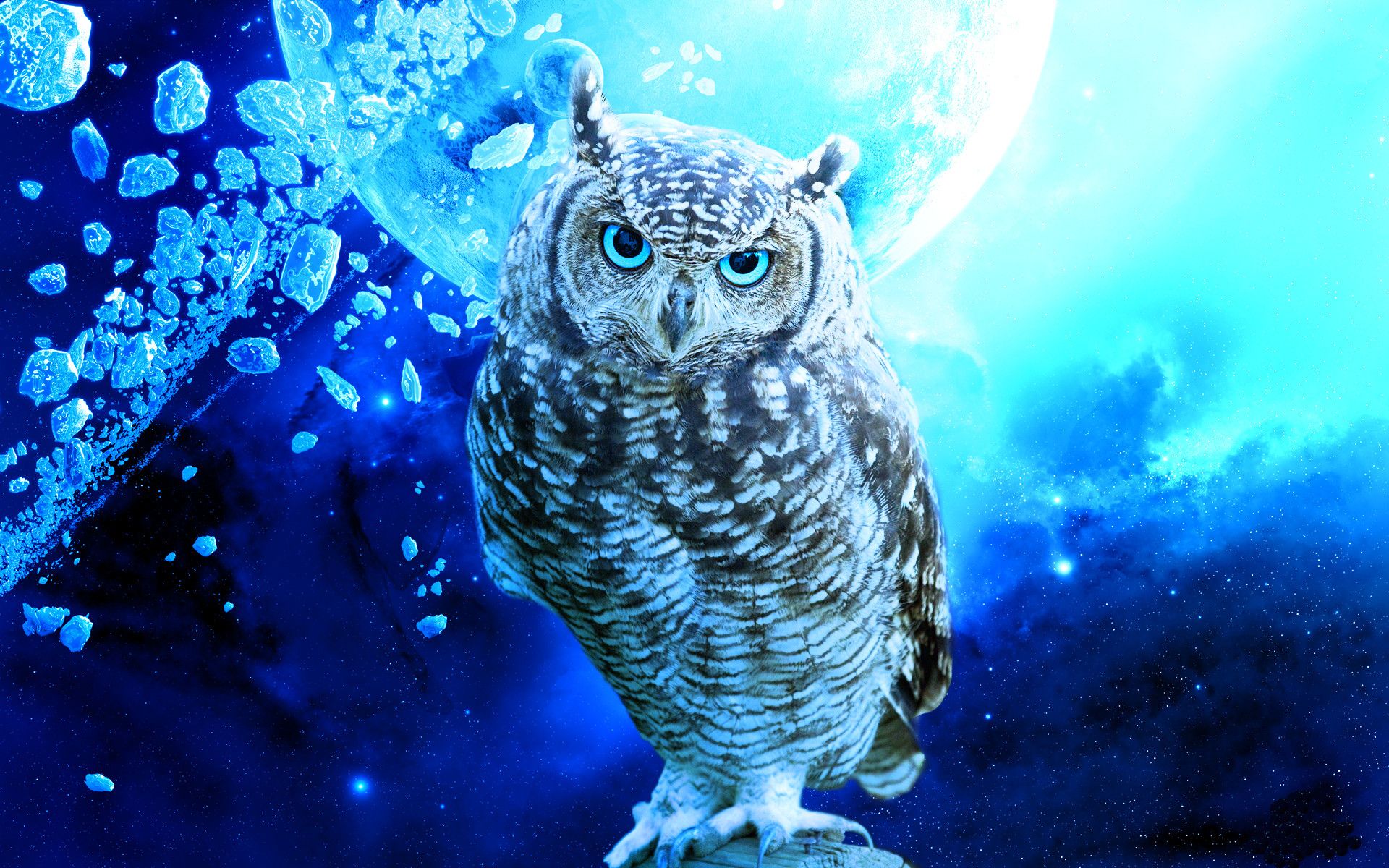 Night Owl Cartoon Wallpapers