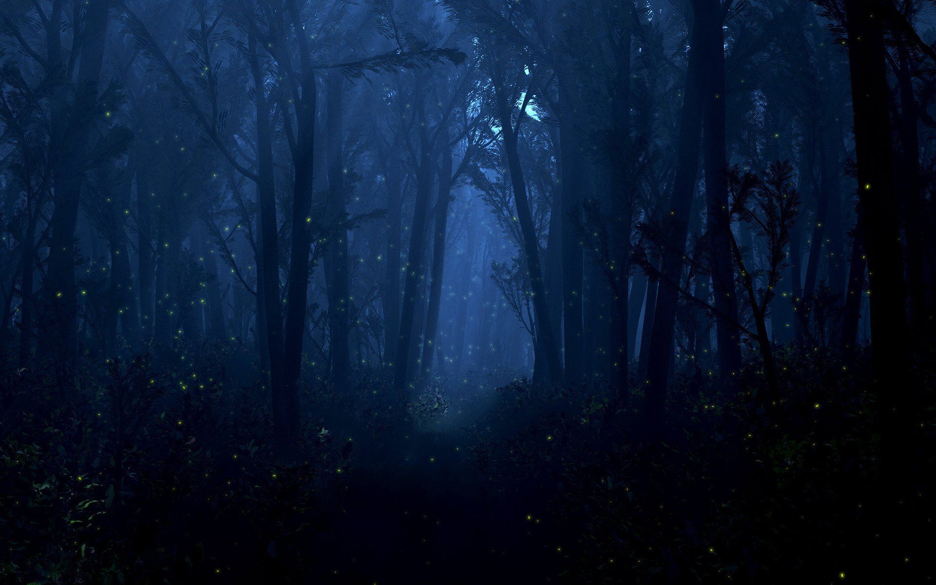 Night Time Forest Wallpapers